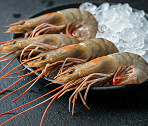 Jumbo Tiger Prawns